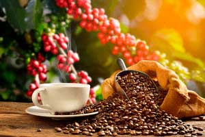 Café Arábica