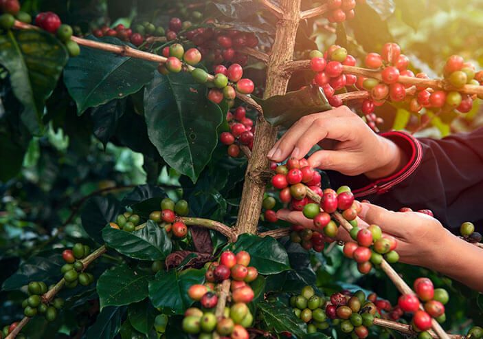 Origen del café