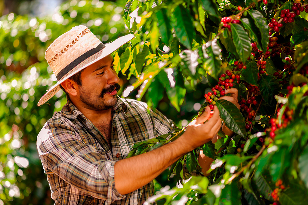 Historia del café en Colombia
