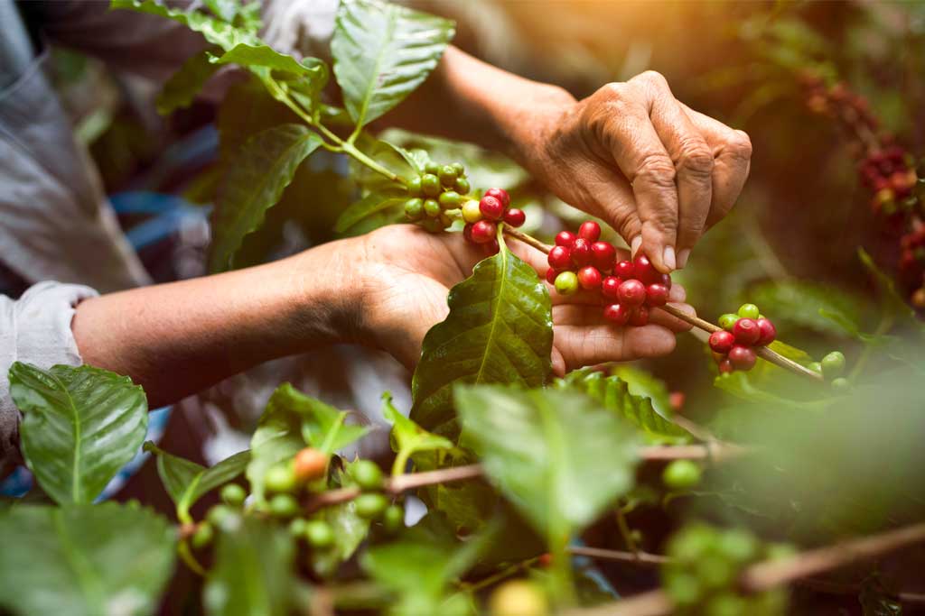 Nuevos métodos para el cultivo de café Apasionados por el Café