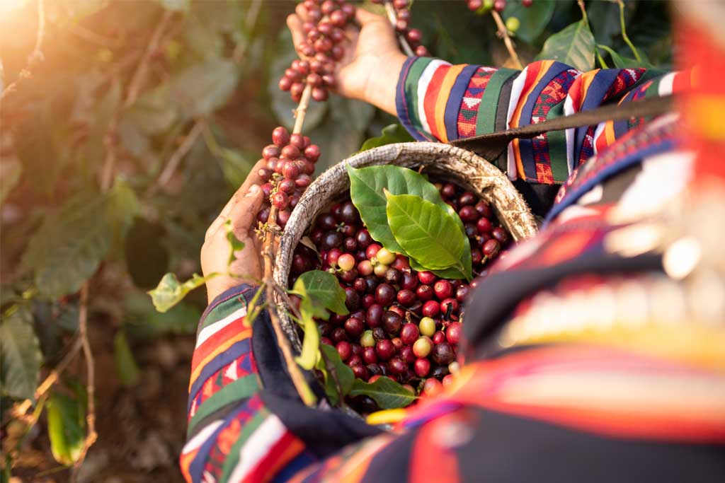 Datos sobre el proceso del café Apasionados por el Café